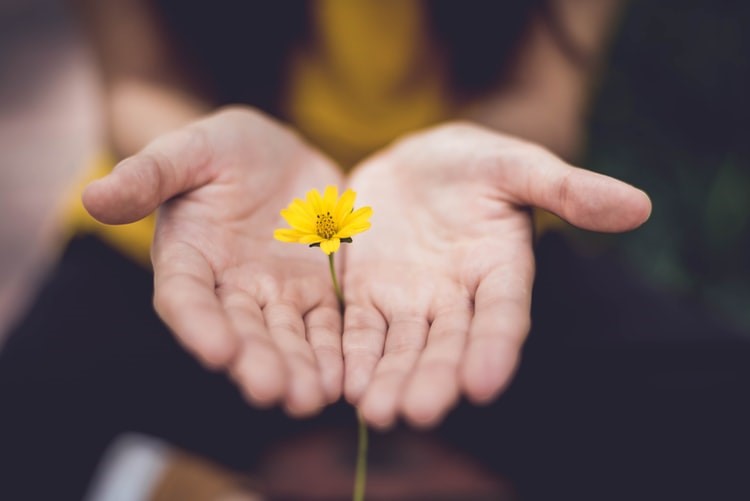 Two hands cupping a flower