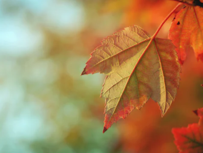 autumn leaf